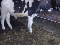 Бұқа, Russian Black pied cattle — 2-сурет