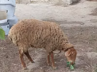 Goat, Goats — photo 4