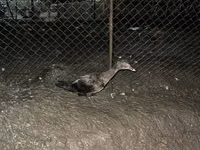 rață domestică Muscovy — foto 1