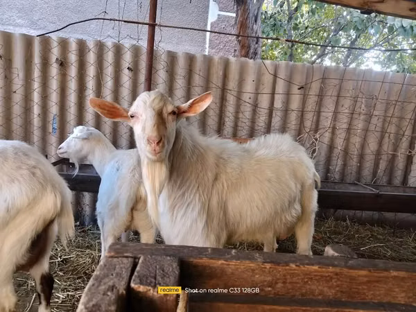 Теке, Saanen goat