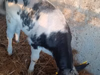 Cow, Cattle — photo 2