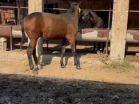 Horse (M), Horses — photo 7