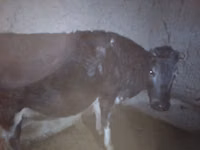 Krowa, Russian Black pied cattle — zdjęcie 3