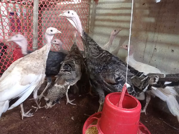 Turkeys