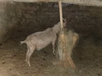 Kambing betina, Alpine goat — foto 6
