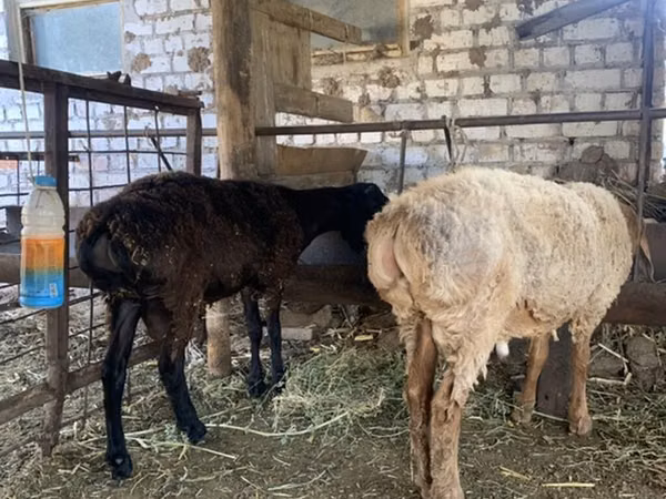Sheep, Sheep — Kyrgyzstan