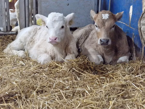 Cattle (batch, sex not specified), Simmental cattle