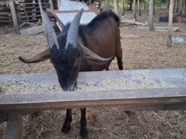 Billy Goat, Nubian Goat — Hungary