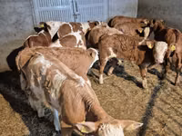 公牛, Simmental cattle — 照片 1
