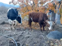 Cattle (batch, sex not specified), Simmental cattle — photo 2