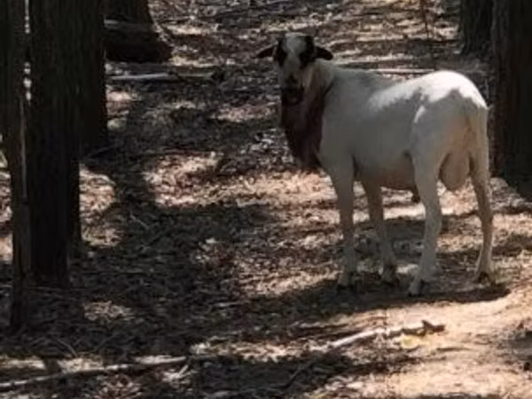 Ram, Cameroon sheep — Hungary