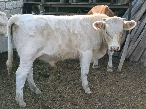 Boğa, Sığır