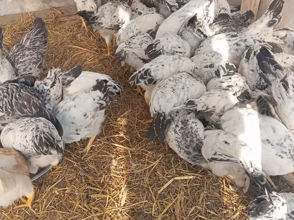 Chickens — جمهوری آذربایجان