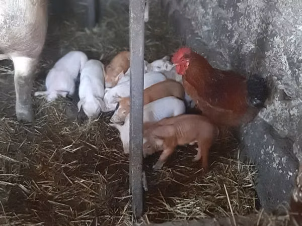 Boar, Pigs — Moldova