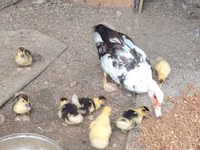 Ducks — photo 2