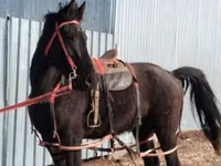 Madyan, Kazakh horse — foto 1