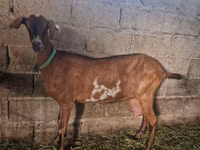 Kambing betina, Goats — foto 1