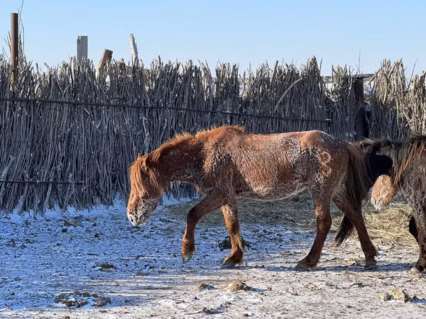 घोड़ा, Kazakh horse — कज़ाखस्तान