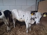 Tyre, Russian Black pied cattle — foto 5