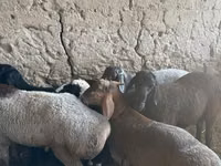 Sheep (batch, sex not specified), Sheep — photo 8