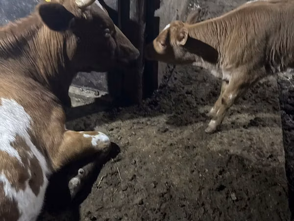 Kuh, Swiss cattle