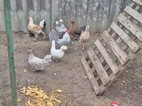 găină daneză — Ungaria