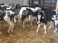 Bull, Holstein breed — photo 3