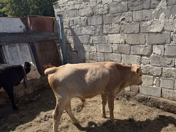 Bull, Cattle — Kazakhstan