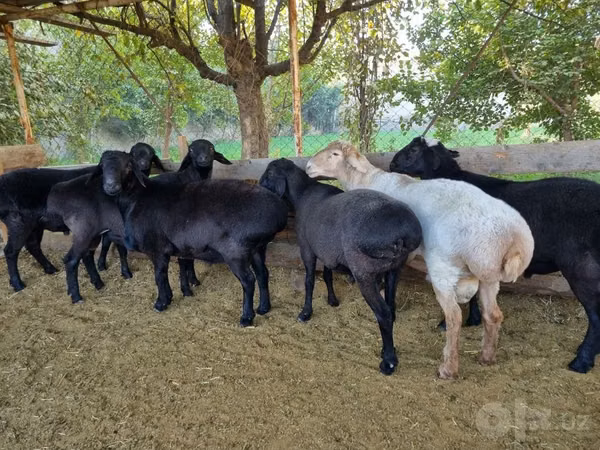 Ram, Hissar sheep — Uzbekistan