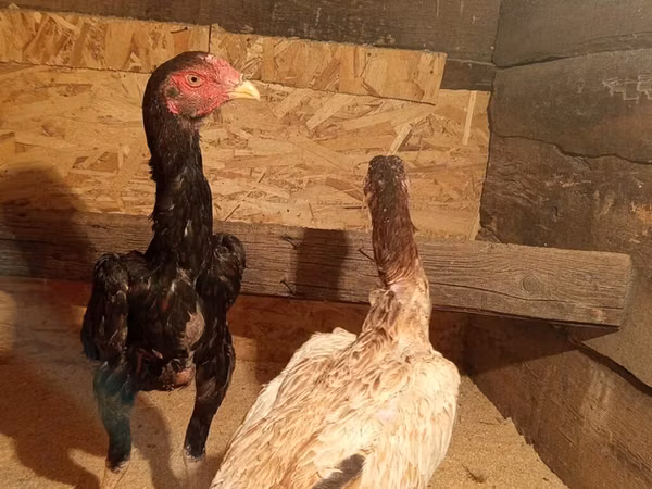 Chickens — Kyrgyzstan