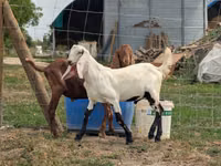 Billy Goat, Nubian Goat — photo 2