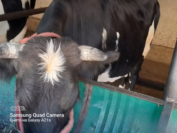Cow, Simmental cattle — Uzbekistan