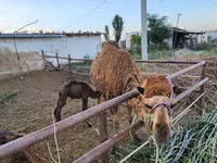 Camella, Camellos — foto 2