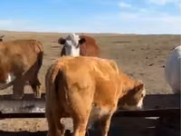 सांड, मवेशी — फ़ोटो 2