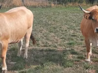 Vaca, Aubrac cattle — foto 2