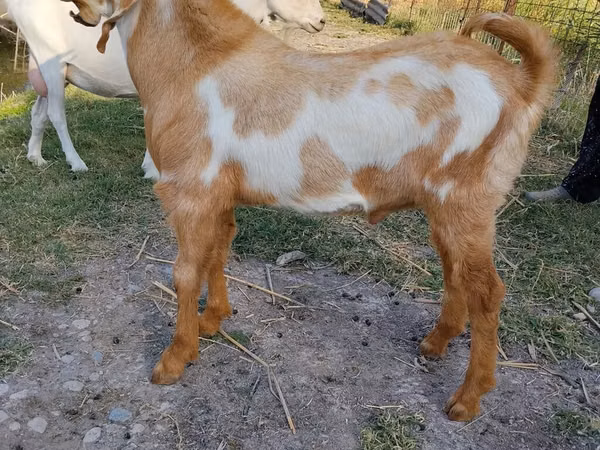 Billy Goat, Nubian Goat — Kyrgyzstan