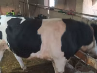 Dibi, Russian Black pied cattle — sawirka 3