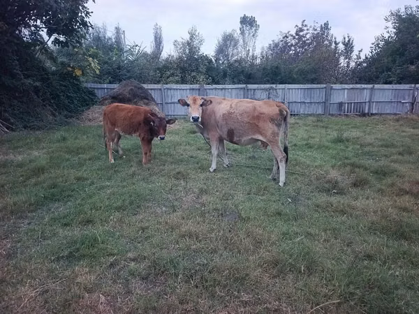 Cow, Cattle