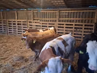 Domba jantan, Sheep — foto 6