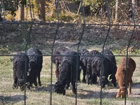 Овен, Rhon sheep — снимка 2