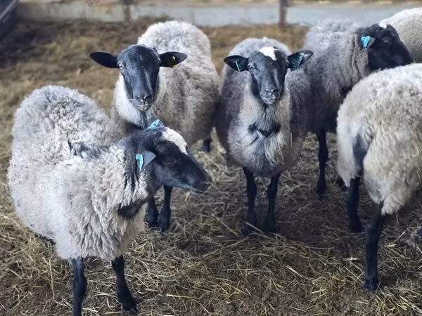 Ram, Romanov sheep — Russia