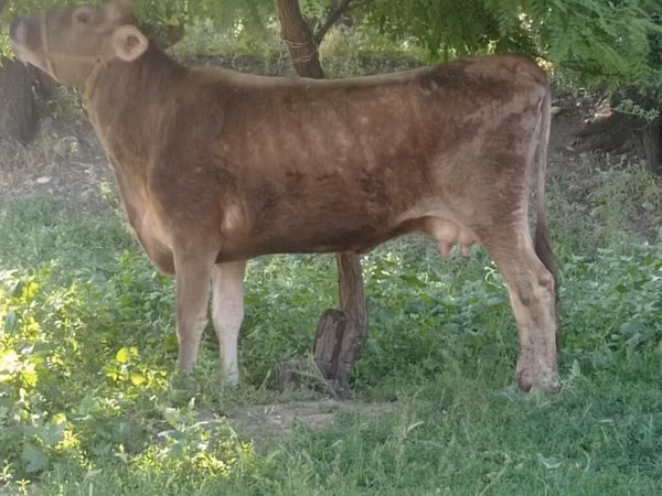 Cow, Cattle — Kyrgyzstan