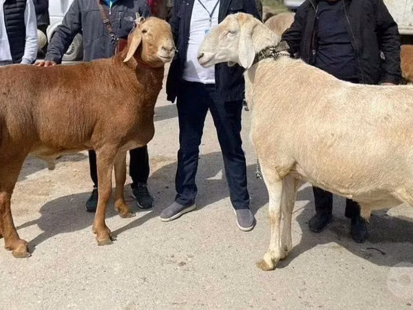 قوچ, گوسفند