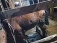 Kuda betina, Horses — foto 5