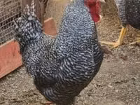 Chickens — புகைப்படம் 3