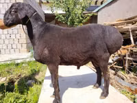 Ram, Blackheaded Persian sheep — photo 1