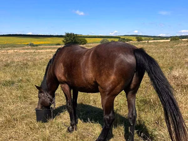 Kuda betina, Horses — Moldova
