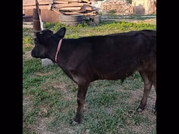 公牛, Cattle — 吉尔吉斯斯坦