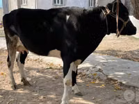 Cow, Russian Black pied cattle — photo 3