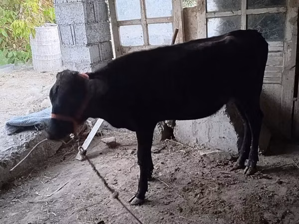 Cow, Cattle — Uzbekistan